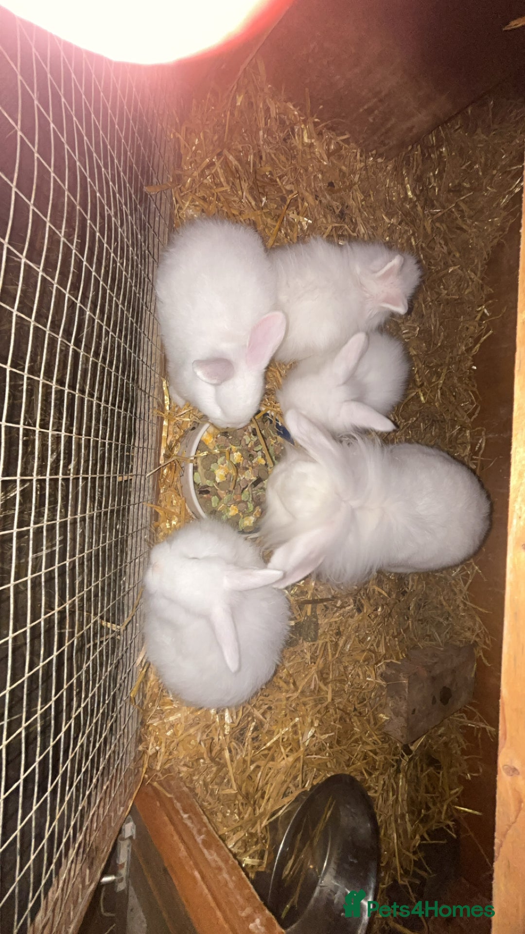 Mixed Breed rabbits for sale: Mixed rabbits  - Advert 3