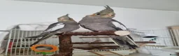 Cockatiels birds for sale: Baby Cockatiel, friendly and tame. Fully weaned.   in Port Talbot - Advert 2