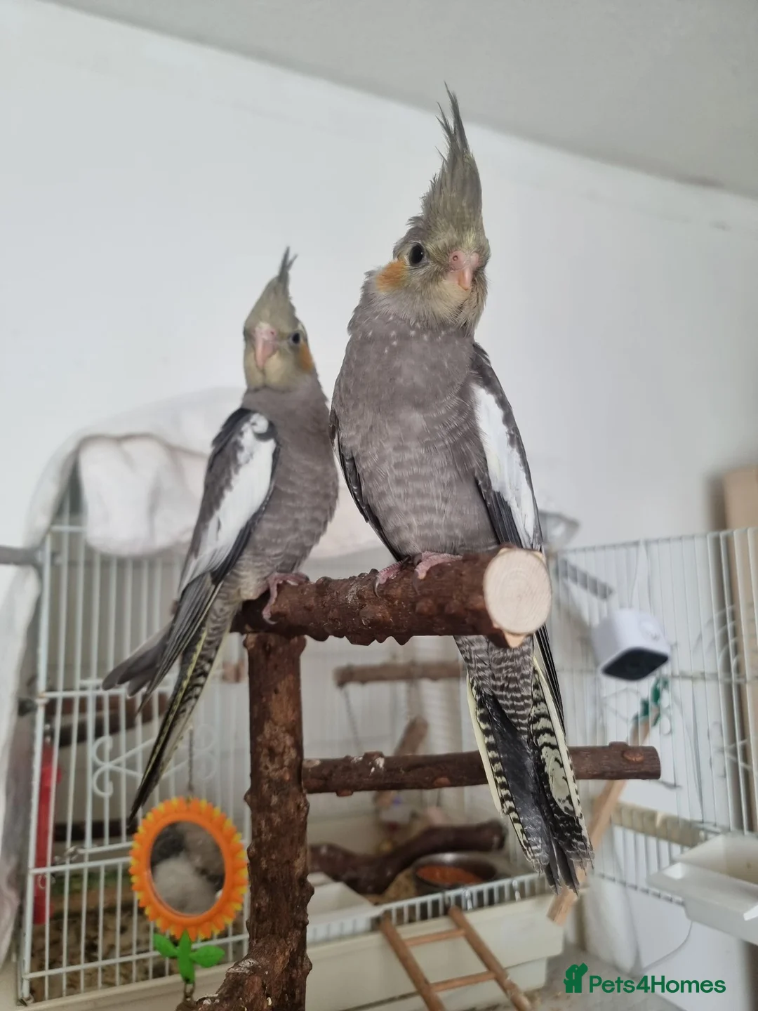 Cockatiels birds for sale: Baby Cockatiel, friendly and tame. Fully weaned.   in Port Talbot - Advert 2
