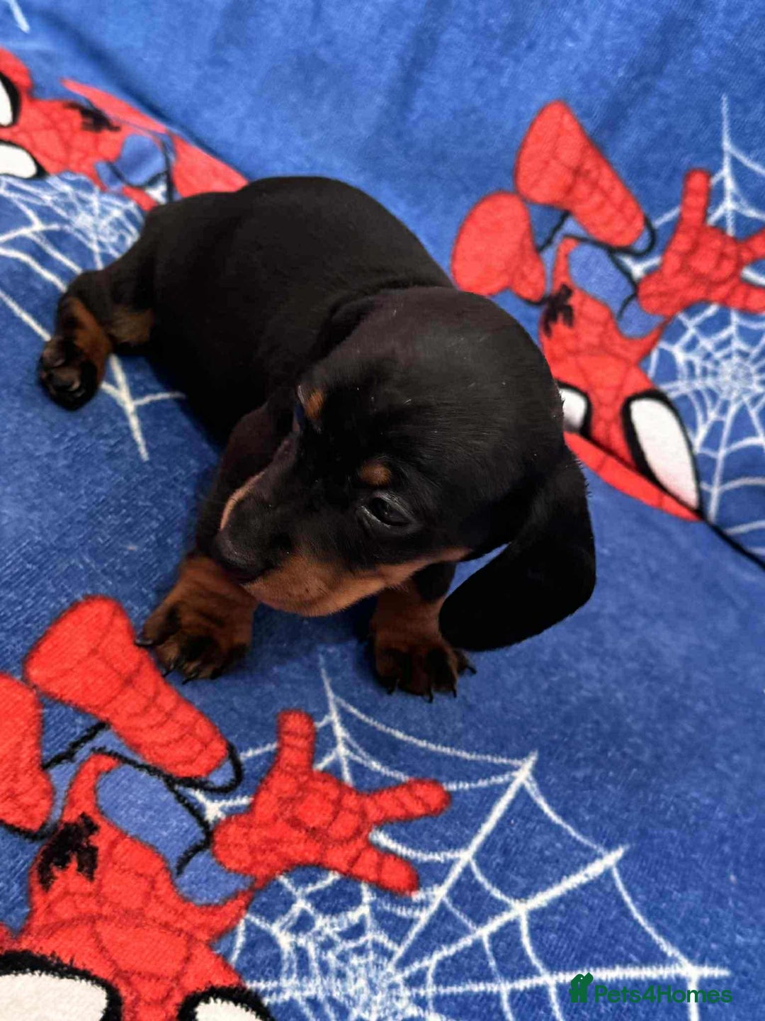 Miniature Dachshund dogs for sale: Puppies 🐶  - Advert 28