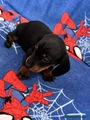 Miniature Dachshund Puppy 4