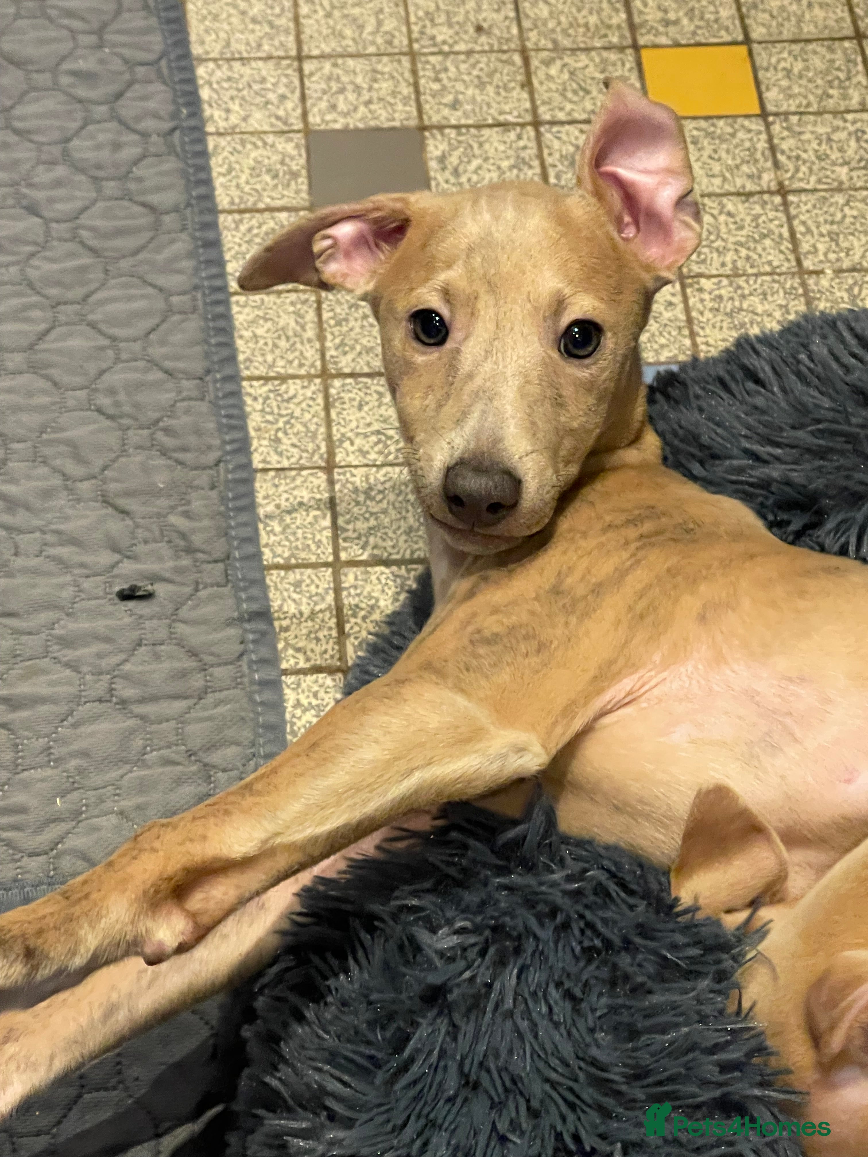 Whippet dogs ✨🐾 1 Gorgeous KC Whippet boy puppy  🐾✨  - Advert 1