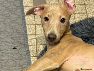 Whippet dogs ✨🐾 1 Gorgeous KC Whippet boy puppy 🐾✨ - Advert 1