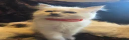 Ragdoll cats for sale: 🏆GCCF REG. EXTENSIVELY TESTED RAGDOLL KITTENS🌟 - Advert 4