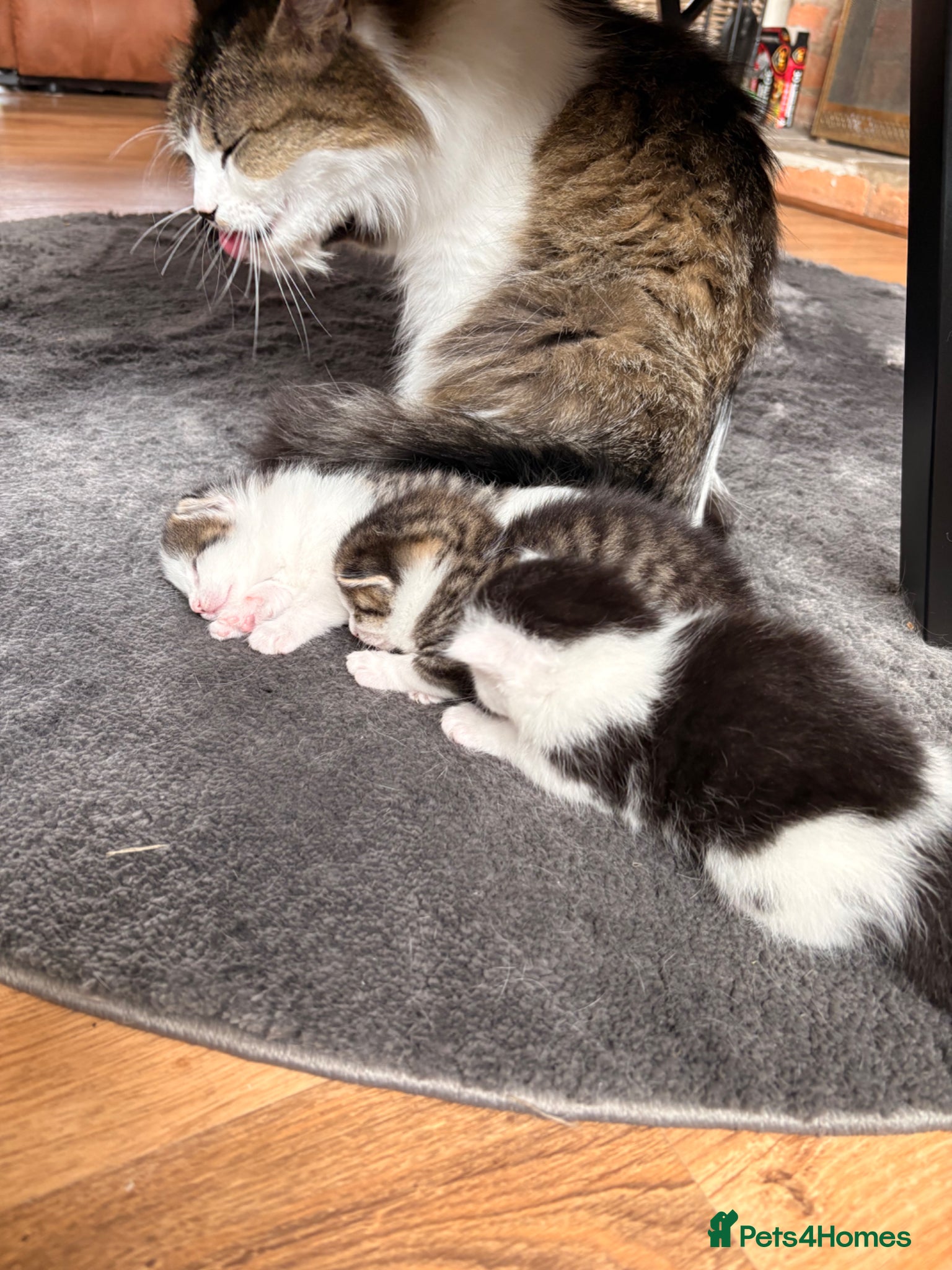 Mixed Breed cats for sale: Gorgeous kittens  in Nantwich - Advert 11