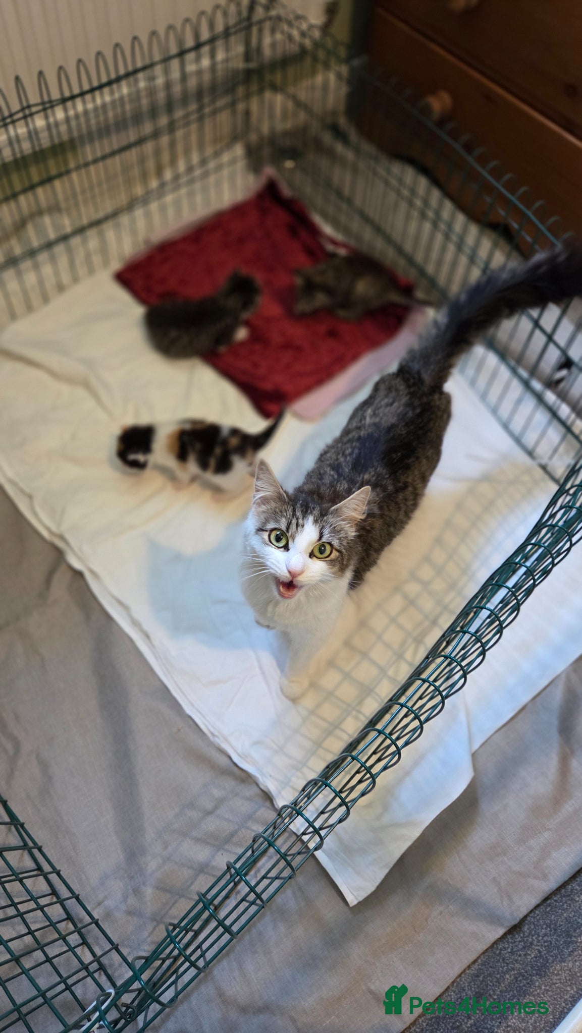 Mixed Breed cats 3 beautiful kittens  - Advert 1