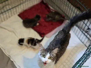 Mixed Breed cats 3 beautiful kittens - Advert 1