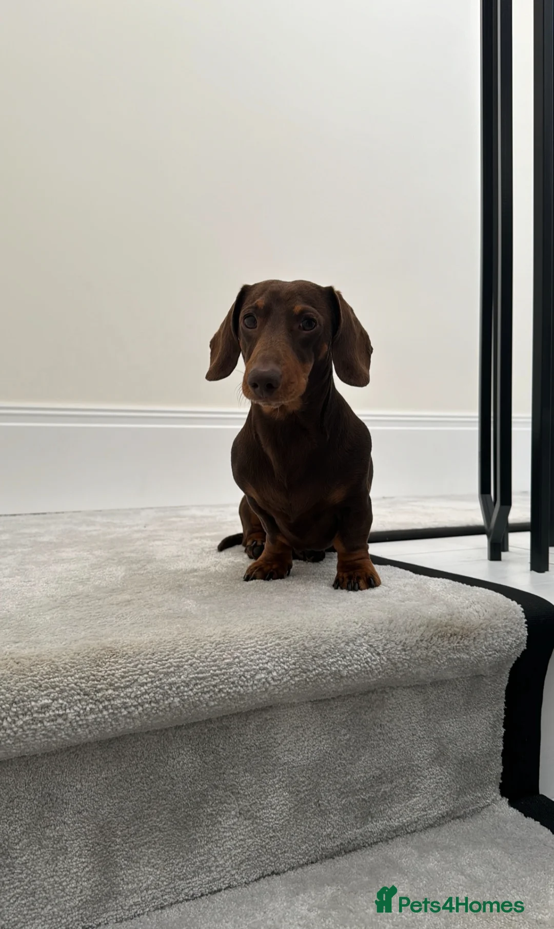 Miniature Dachshund dogs for stud: Our gorgeous boy's looking for his Girlfriend  in Sheffield - Advert 8