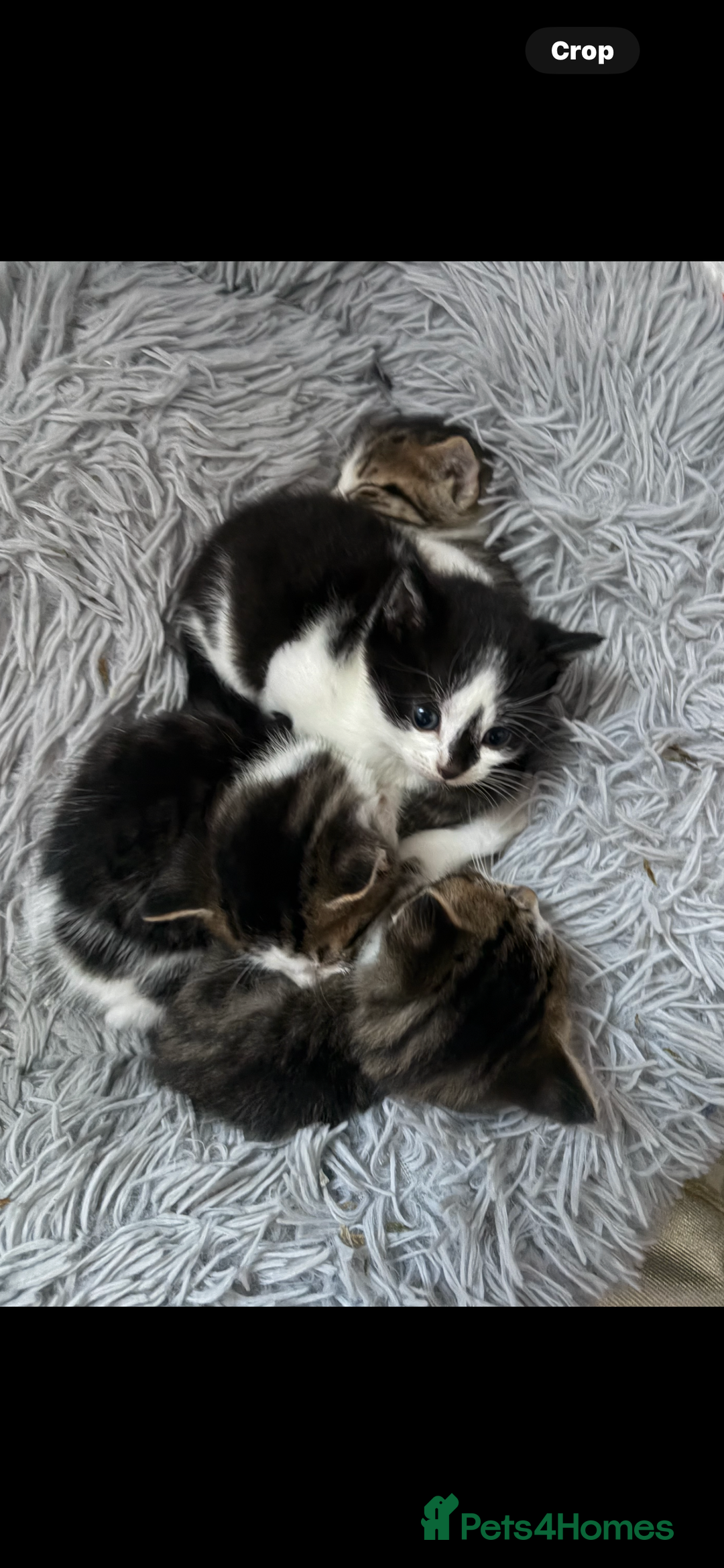 Scottish Fold cats for sale: Scottish fold cross  - Advert 2