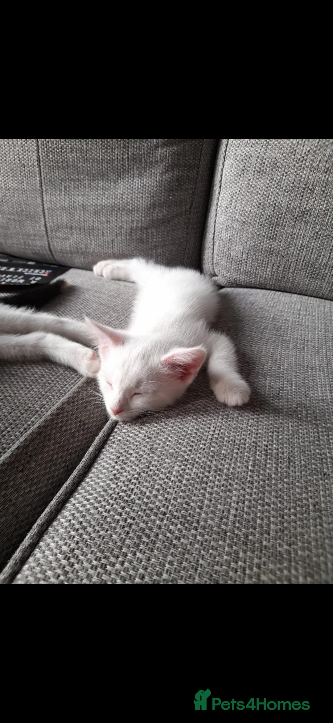 Turkish Angora cats for sale: 🌸🐾One girl left🐾🌸 in Southampton - Advert 5