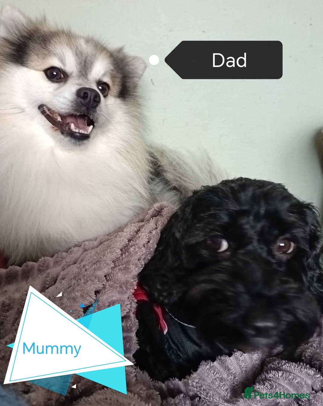 Mixed Breed dogs for sale: Pomapoo puppies  - Image 4