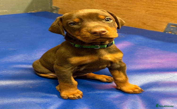 Dobermann dogs EUROPEAN CHAMPION LINE DOBERMANS RED (BROWN) RUST - Advert 3