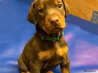 Dobermann dogs EUROPEAN CHAMPION LINE DOBERMANS RED (BROWN) RUST - Advert 13