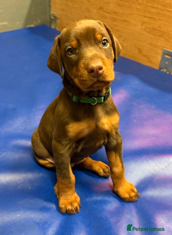 Dobermann dogs EUROPEAN CHAMPION LINE DOBERMANS RED (BROWN) RUST - Advert 3