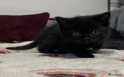 British Shorthair cats for sale: British shorthair kittens responsibly bred - Image 9