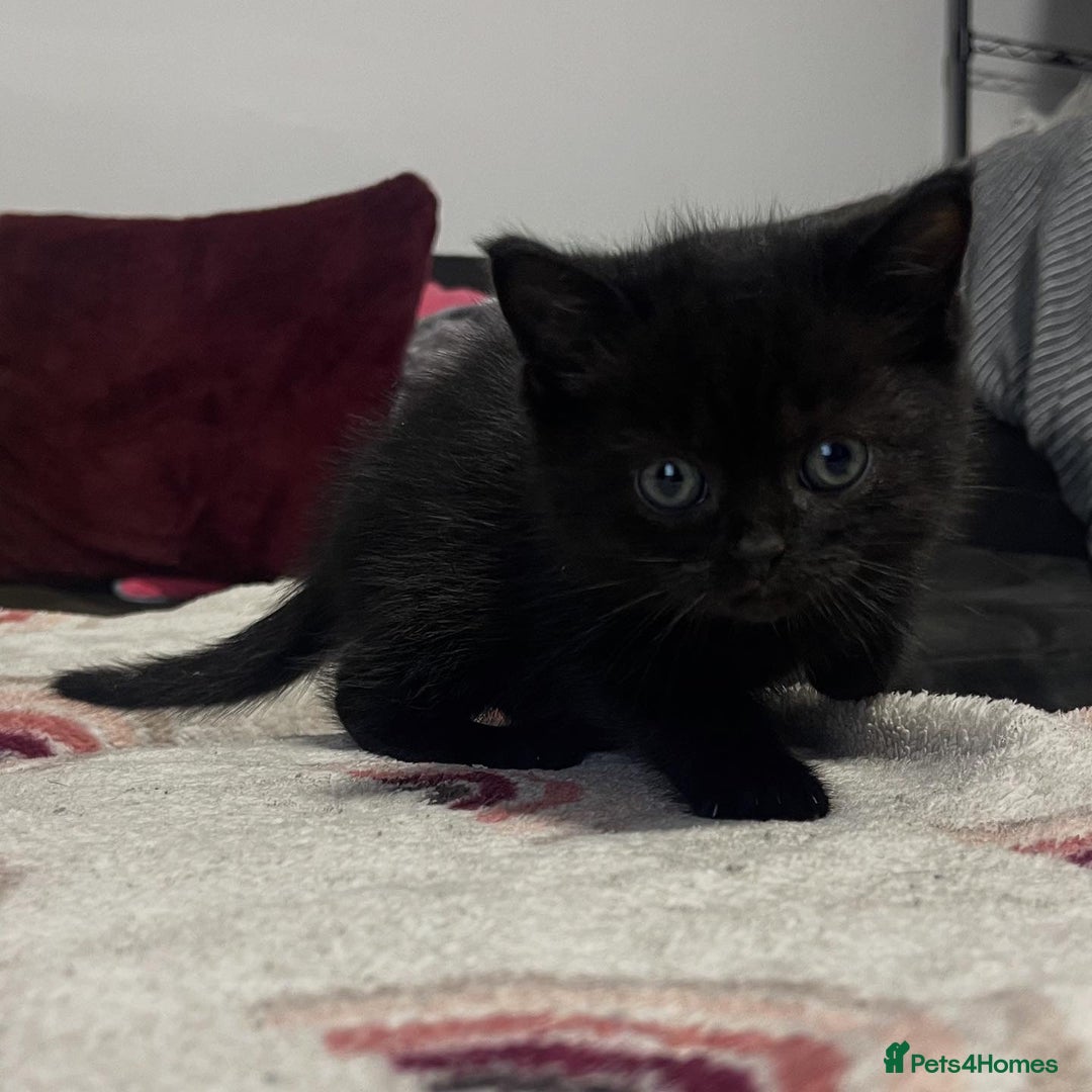 British Shorthair cats for sale: British shorthair kittens responsibly bred - Image 9