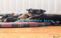 Yorkshire Terrier dogs for sale: Yorkshire Terrier Puppies  - Image 1