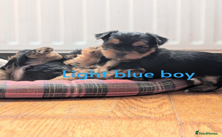 Yorkshire Terrier dogs - Advert 10