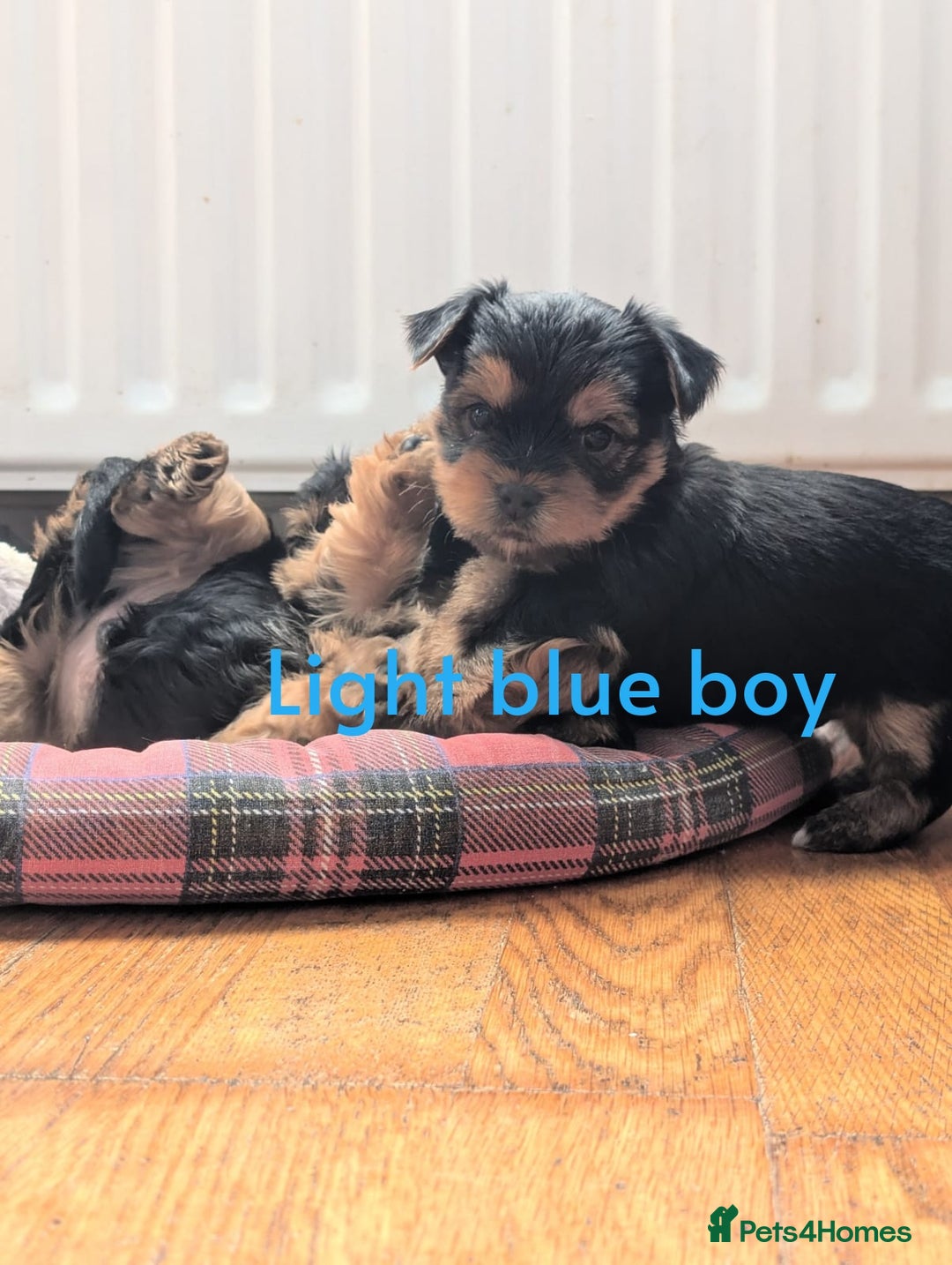 Yorkshire Terrier dogs for sale: Yorkshire Terrier Puppies  - Image 1