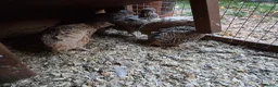 Quail poultry for sale: 17 x Coturnix Quail in Bristol - Advert 3
