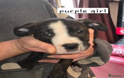 Mixed Breed dogs for sale: Bullmastiff x staff puppies - Image 6