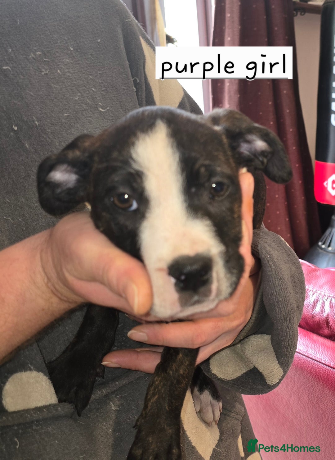 Mixed Breed dogs for sale: Bullmastiff x staff puppies - Image 6