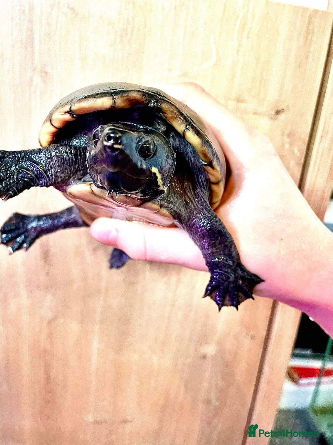 Turtle reptiles for sale: Adult Female Musk Turtle Friendly & Healthy - Advert 5