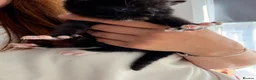 Mixed Breed cats for sale: 3 kittens looking for loving home  - Advert 5