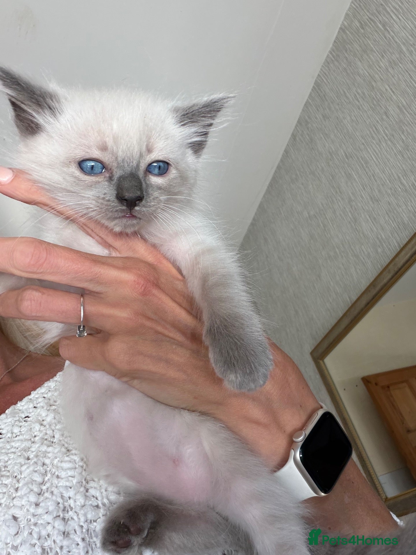Ragdoll cats Full Ragdoll Kittens - Ready now Mink - Advert 1