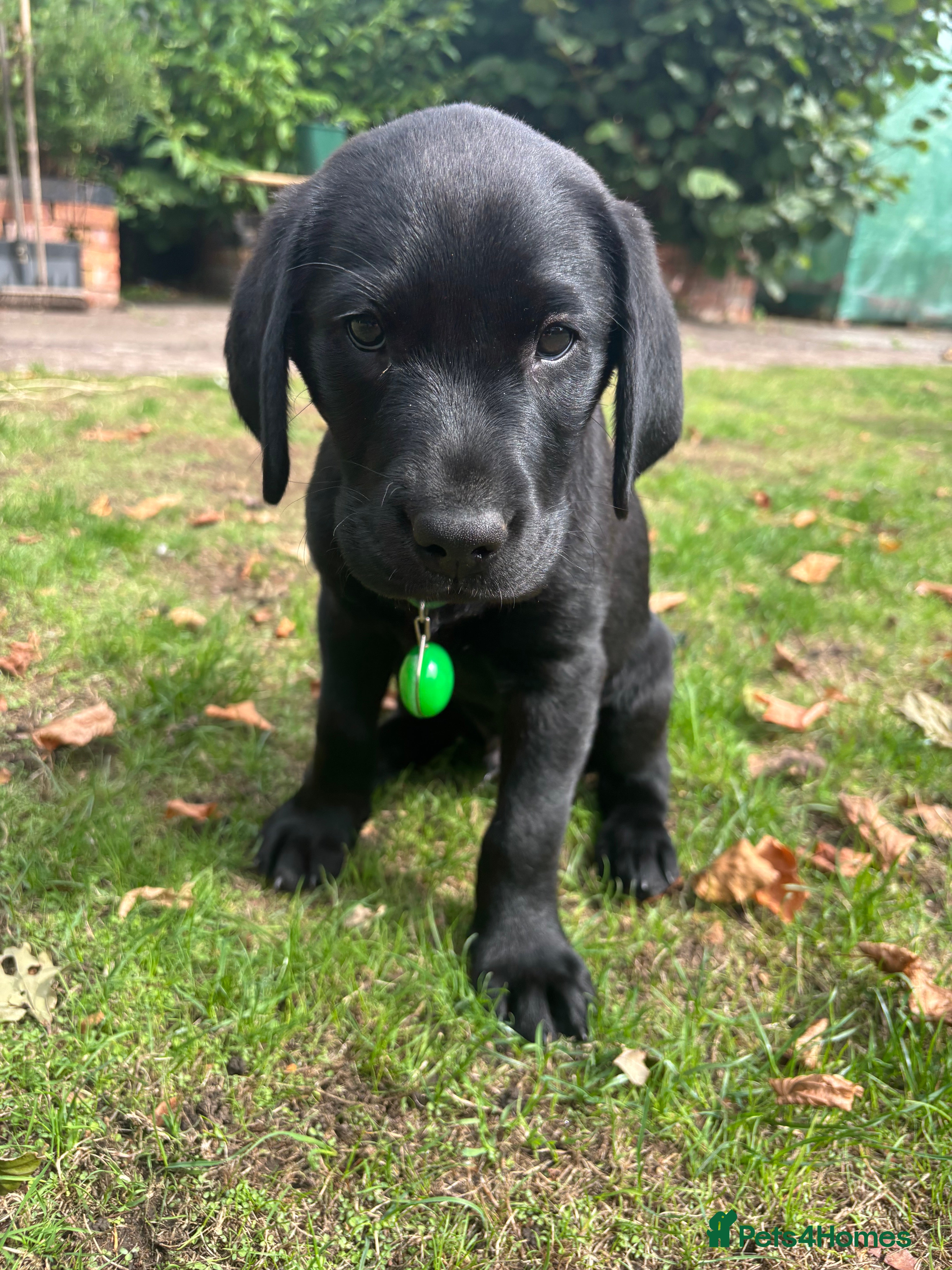 Labrador Retriever dogs Black Labrador pups, KC, dna tests, great scores - Advert 2