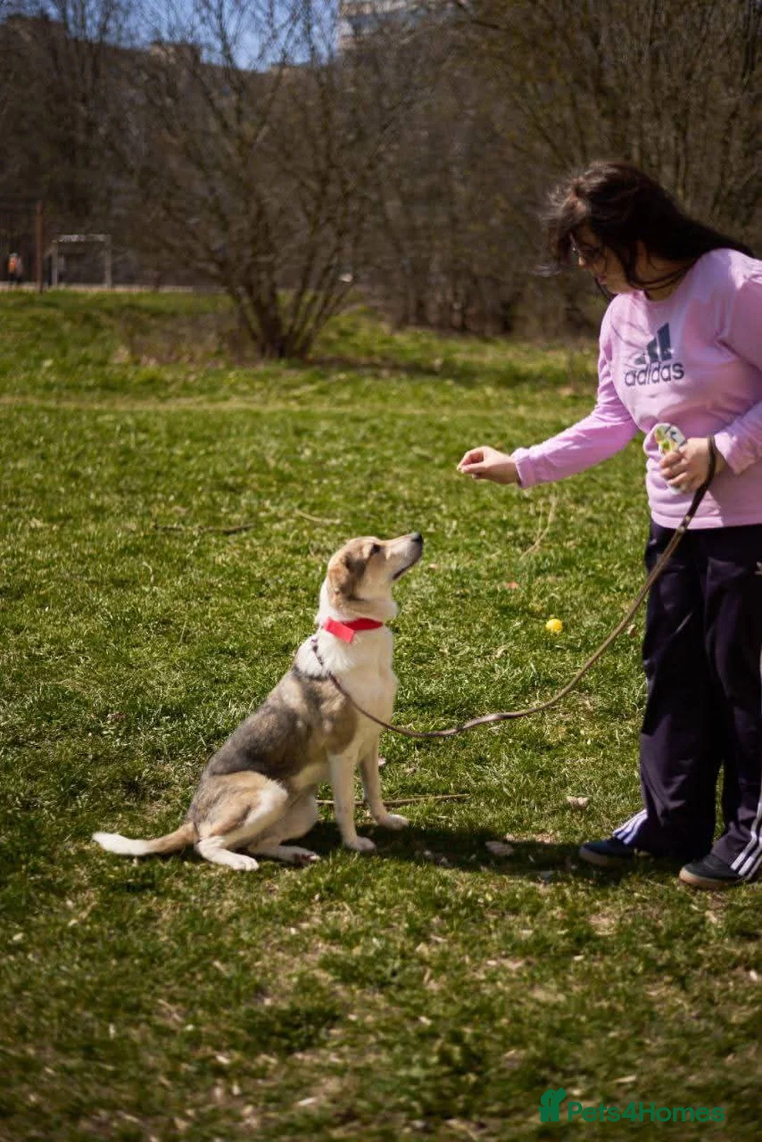 Mixed Breed dogs for adoption: FOSTER/ADOPT:❤️NINA hopes the world can be kind - Advert 3