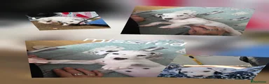 Dalmatian 3