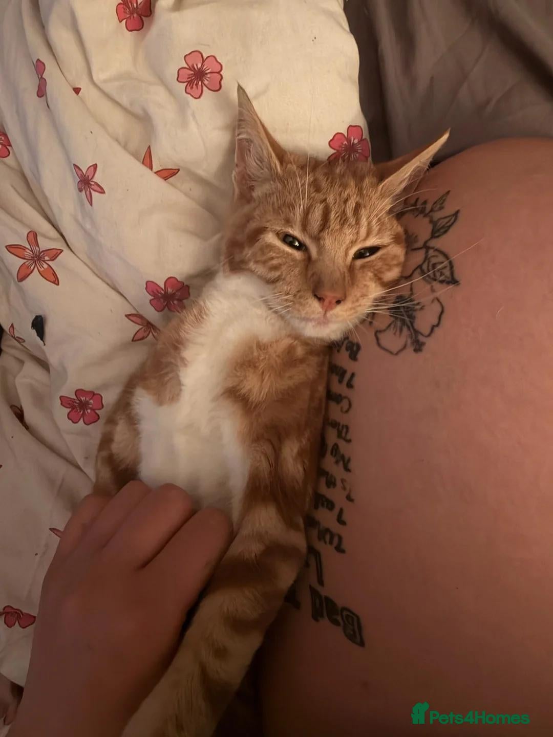 Mixed Breed cats 14 week old ginger male kitten  - Advert 1