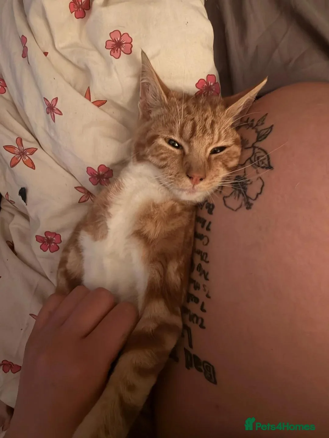 Mixed Breed cats for sale: 14 week old ginger male kitten  in Rochester - Advert 1