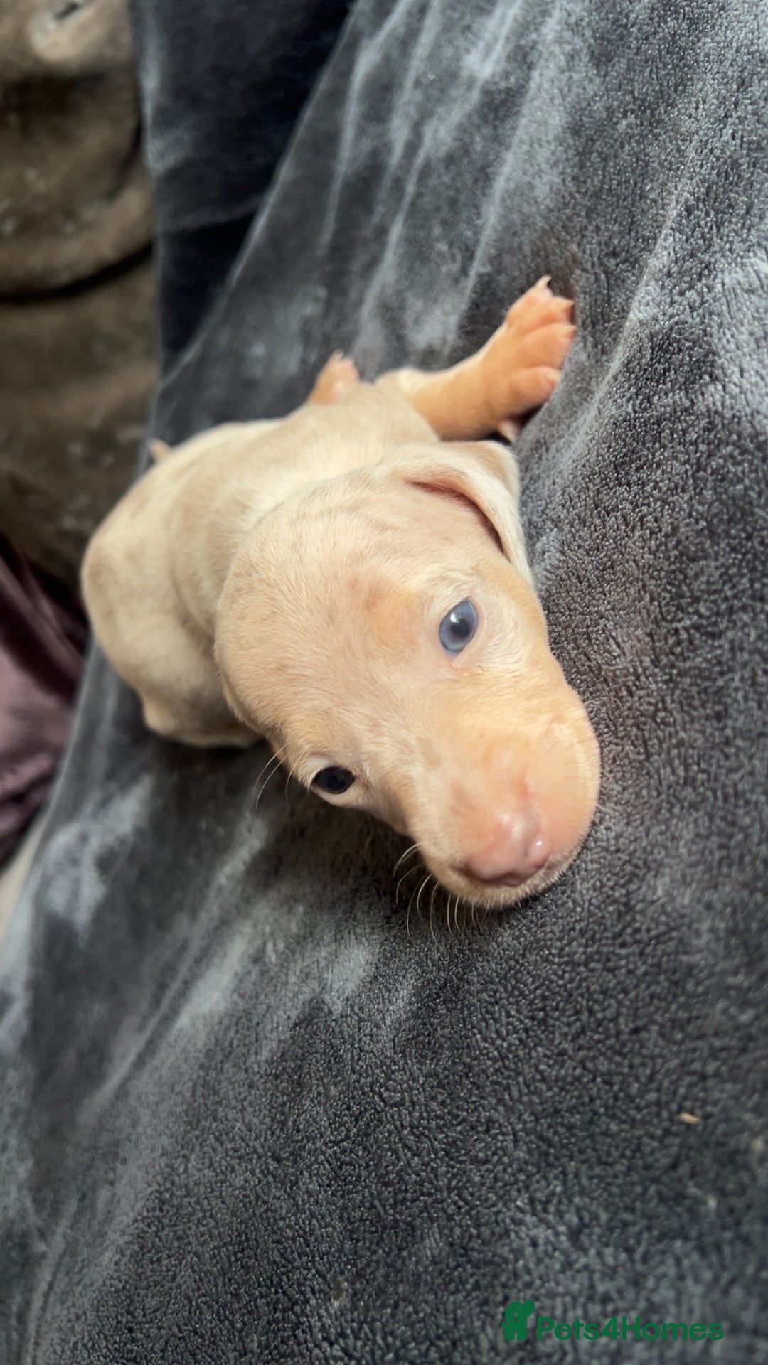 Dachshund dogs for sale: Miniature dachshund  - Advert 8