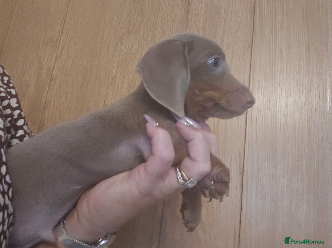 Miniature Dachshund dogs for sale: REDUCED !! Miniature dachshund puppies kc reg   - Image 26