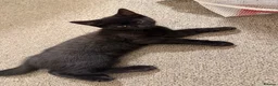 Mixed Breed cats for sale: Cats for sale  - Advert 2