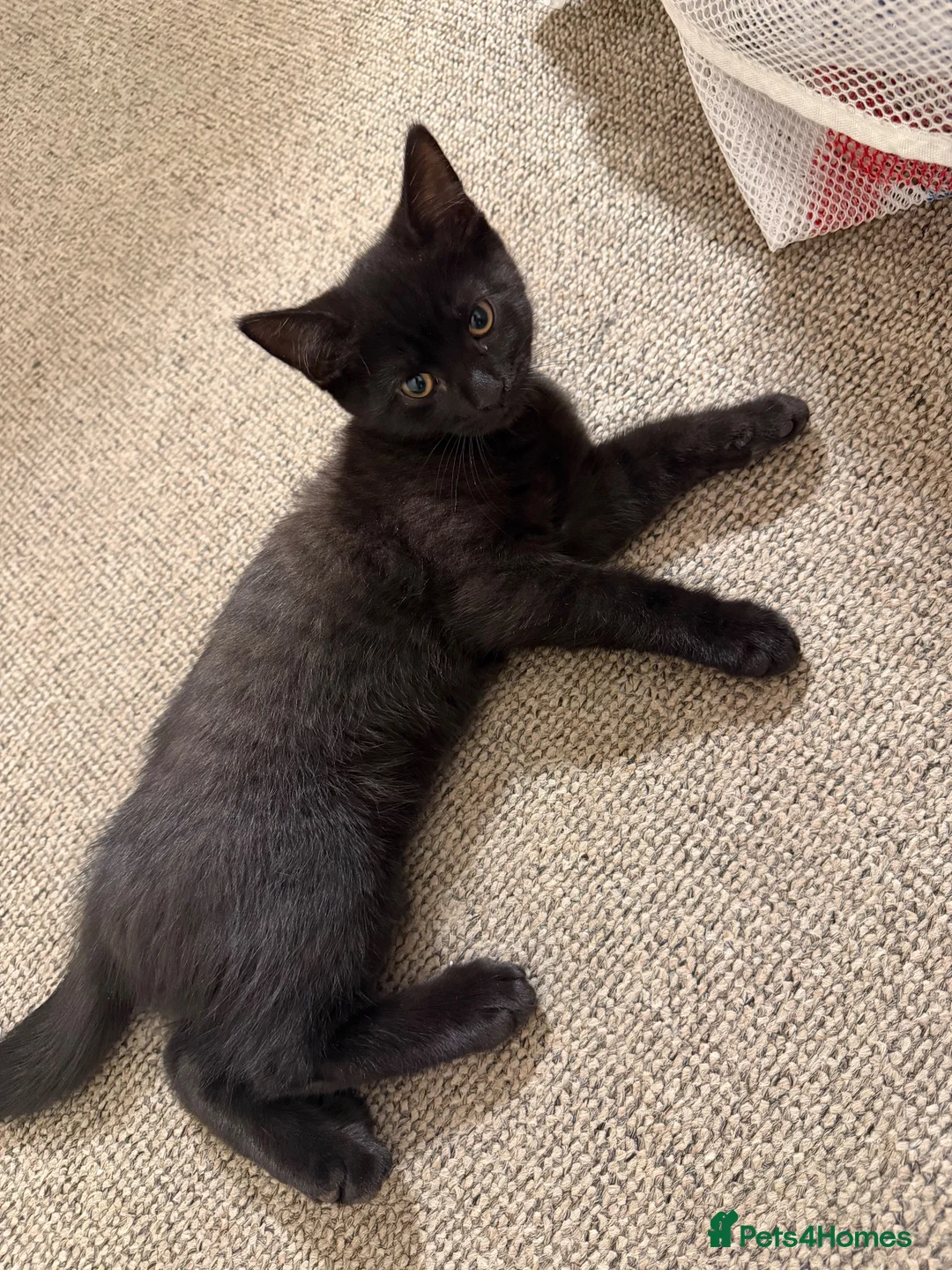 Mixed Breed cats for sale: Cats for sale  - Advert 2