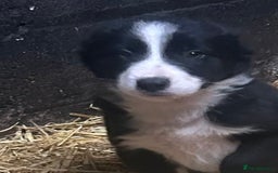 Border Collie dogs for sale: Border Collie Puppies  - Image 3