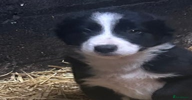 Border Collie dogs - Advert 6