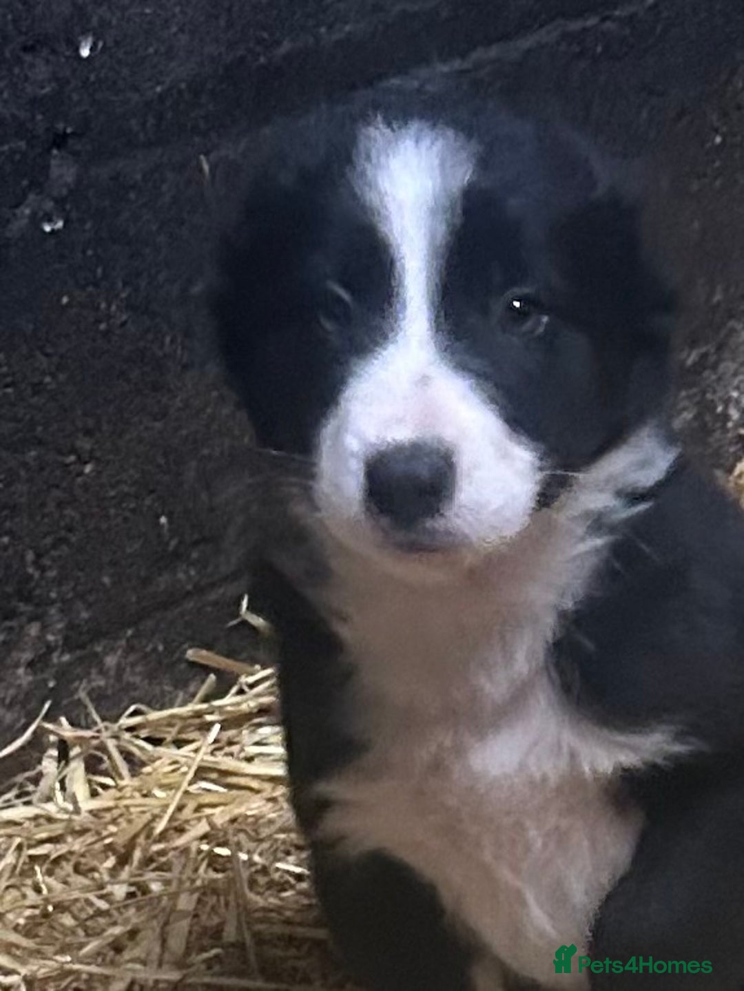 Border Collie dogs for sale: Border Collie Puppies  - Image 3