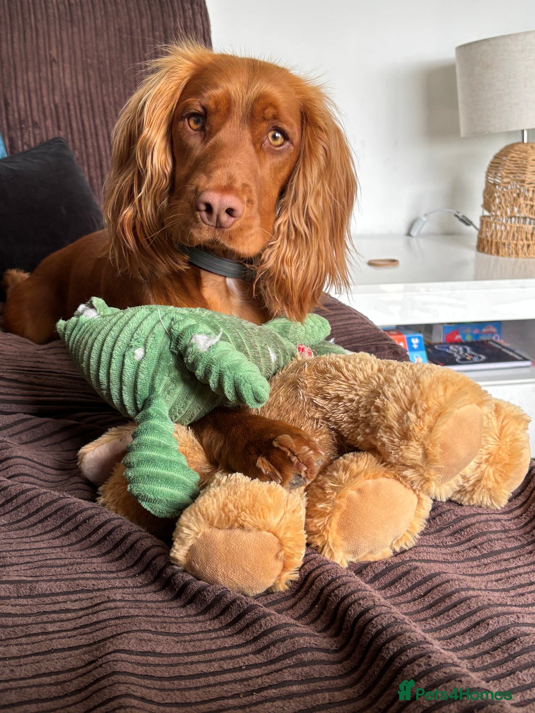 Cocker Spaniel dogs for sale: Cocker spaniel - Advert 4