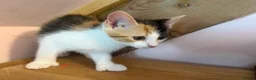 Mixed Breed cats for sale: Stunning polydactyl kittens - Advert 4