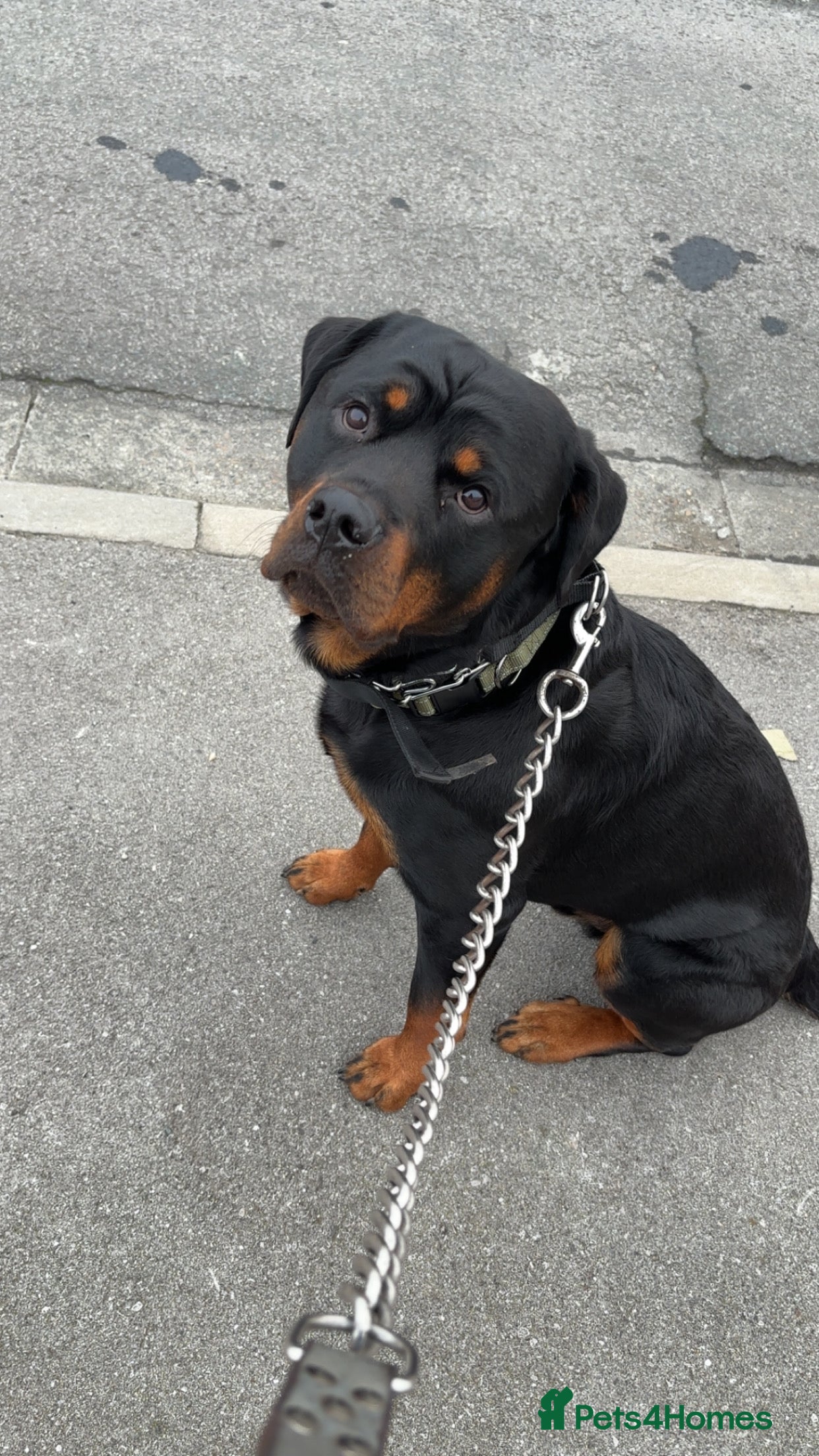 Rottweiler dogs 19 Month old beautiful Rottweiler in Hull - Advert 7