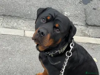 Rottweiler dogs 19 Month old beautiful Rottweiler in Hull - Advert 7