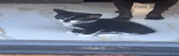 Mixed Breed cats for sale: Beautiful kittens ready now  - Advert 5