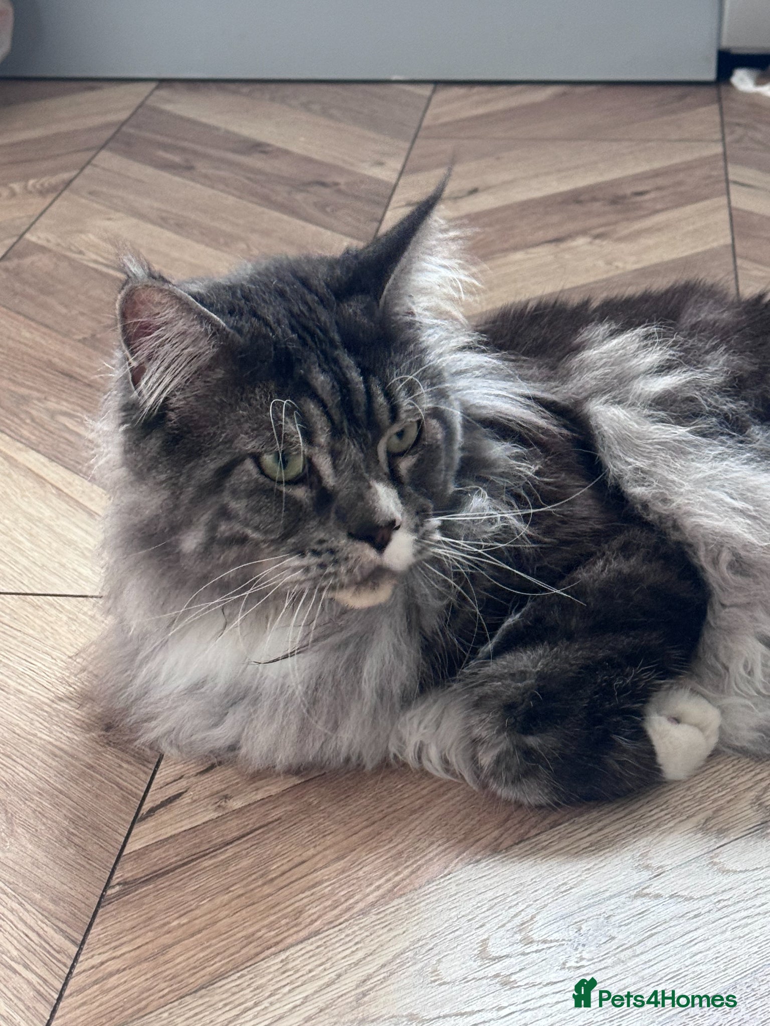 Maine Coon cats for sale: GCCF Registered Maine Coon Shaded Line Kittens - Advert 15