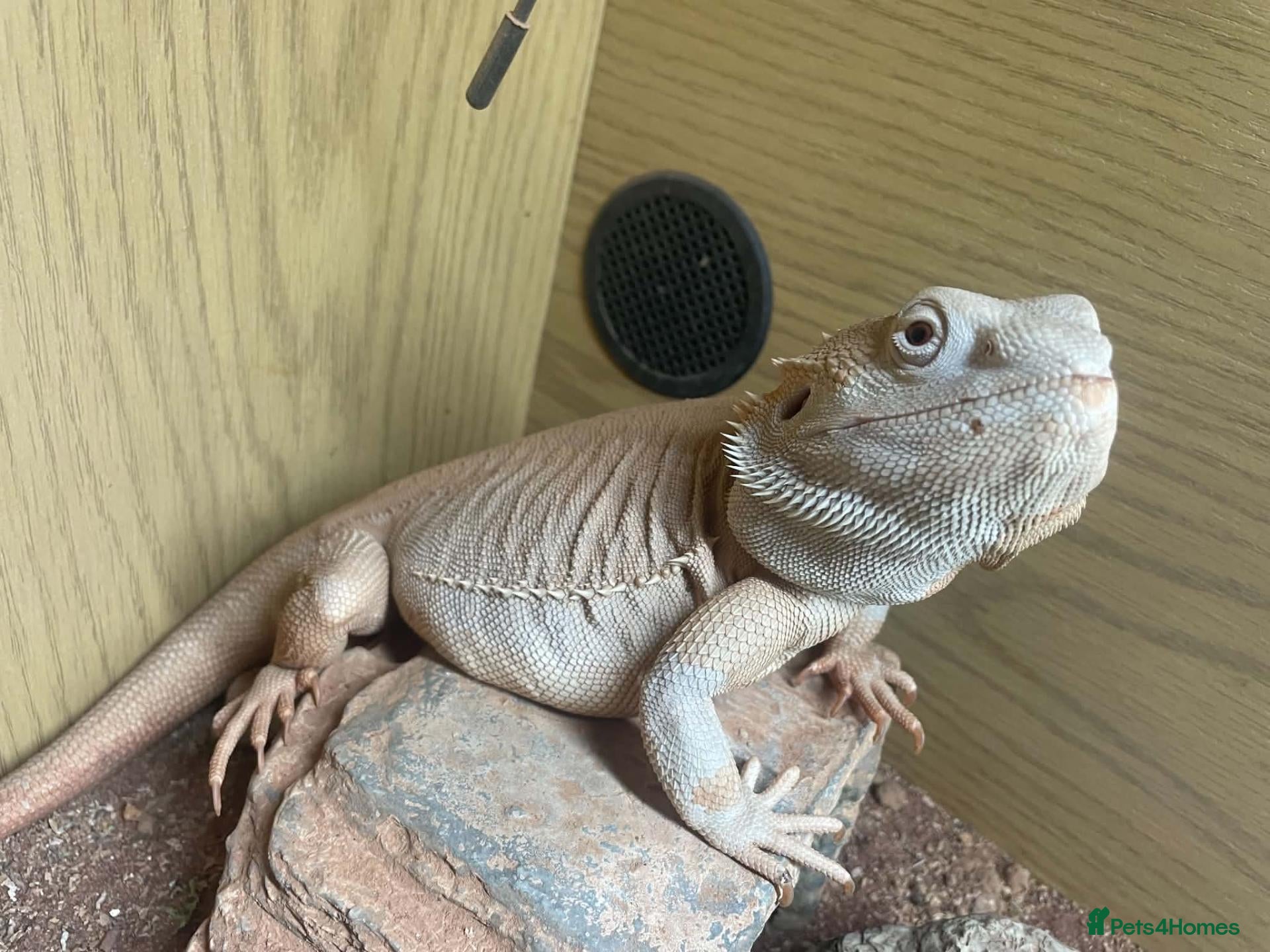 Bearded Dragon reptiles Male Zero bearded dragon  - Advert 1
