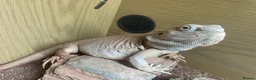 Bearded Dragon reptiles for sale: Male Zero bearded dragon  - Advert 1
