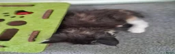 Maine Coon cats for sale: Tabby smoke main coon kittens - Advert 12